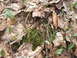 Morel that just popped...4-19-08.